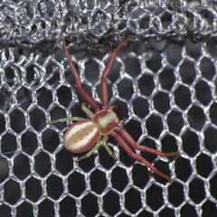 Misumenops rubrodecoratus