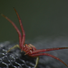 Misumenops rubrodecoratus