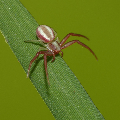 Rosy-banded crab spider photo 4