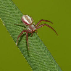 Misumenops rubrodecoratus