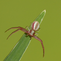 Misumenops rubrodecoratus