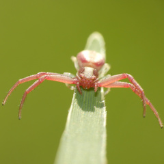 Misumenops rubrodecoratus