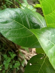 Ficus septica