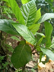 Ficus septica