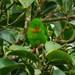 Yellow-throated Hanging-Parrot - Photo (c) Ilyas Dahrun, some rights reserved (CC BY-NC), uploaded by Ilyas Dahrun