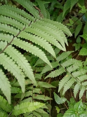 Polypodiopsida