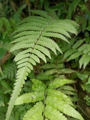 Polypodiopsida