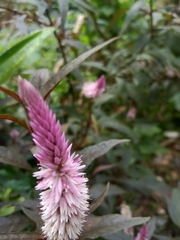 Celosia argentea