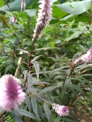 Celosia argentea