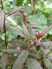 Celosia argentea