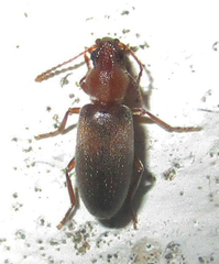Notoxinae