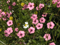 Linum pubescens