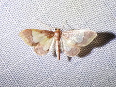 Idaea basinta