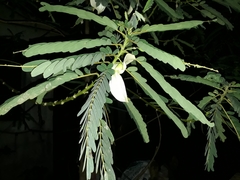 Sesbania grandiflora