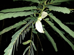 Sesbania grandiflora