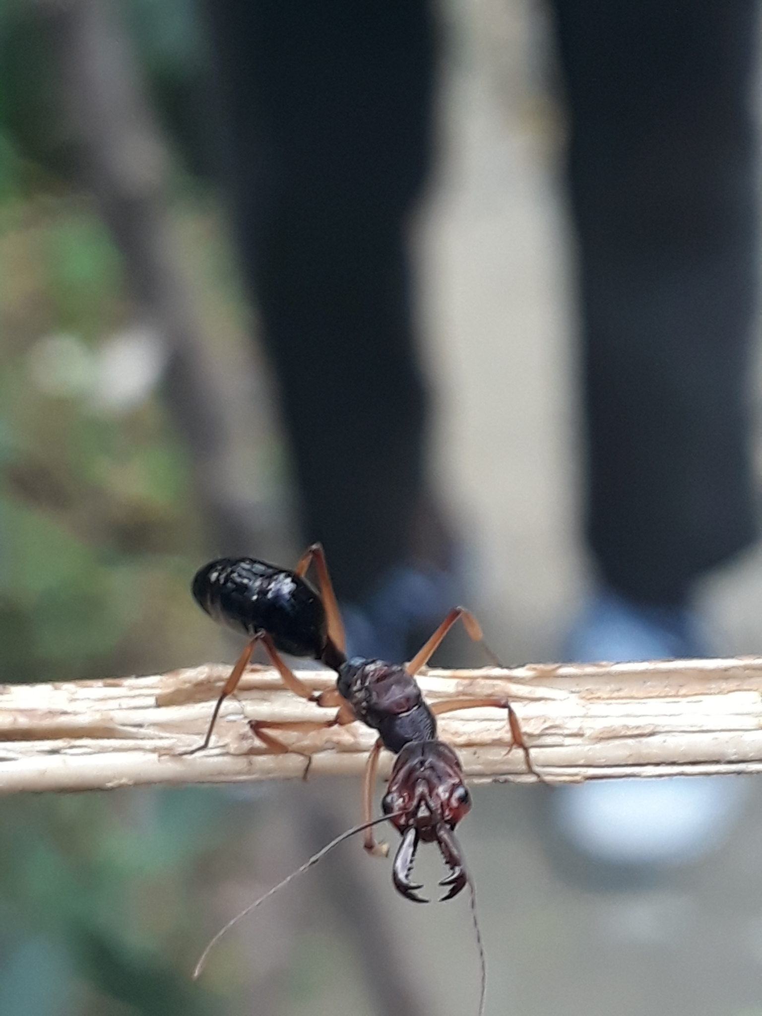 Odontomachus infandus