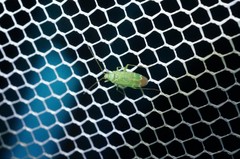 Orthotylus flavosparsus