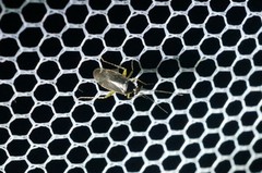 Plagiognathus amurensis