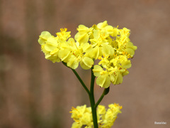 Glischrocaryon aureum