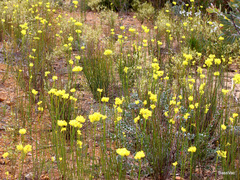 Glischrocaryon aureum