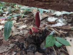 Balanophora laxiflora