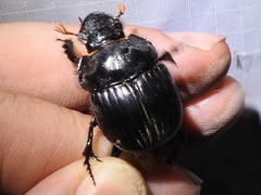 Dichotomius colonicus