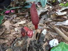 Balanophora laxiflora