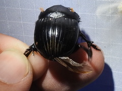 Dichotomius colonicus