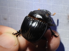 Dichotomius colonicus