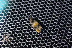 Olethreutes orthocosma