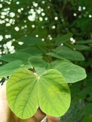Bauhinia acuminata
