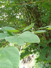 Bauhinia acuminata