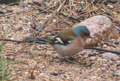 Fringilla coelebs