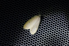 Miltochrista calamina