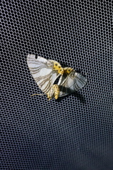 Callabraxas compositata