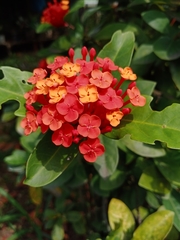 Ixora chinensis