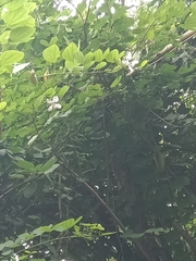 Bauhinia acuminata