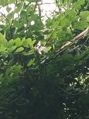 Bauhinia acuminata