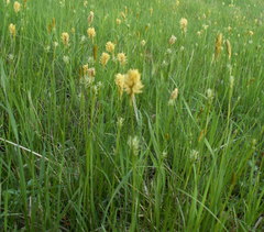 Carex michelii