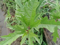Rubus crataegifolius