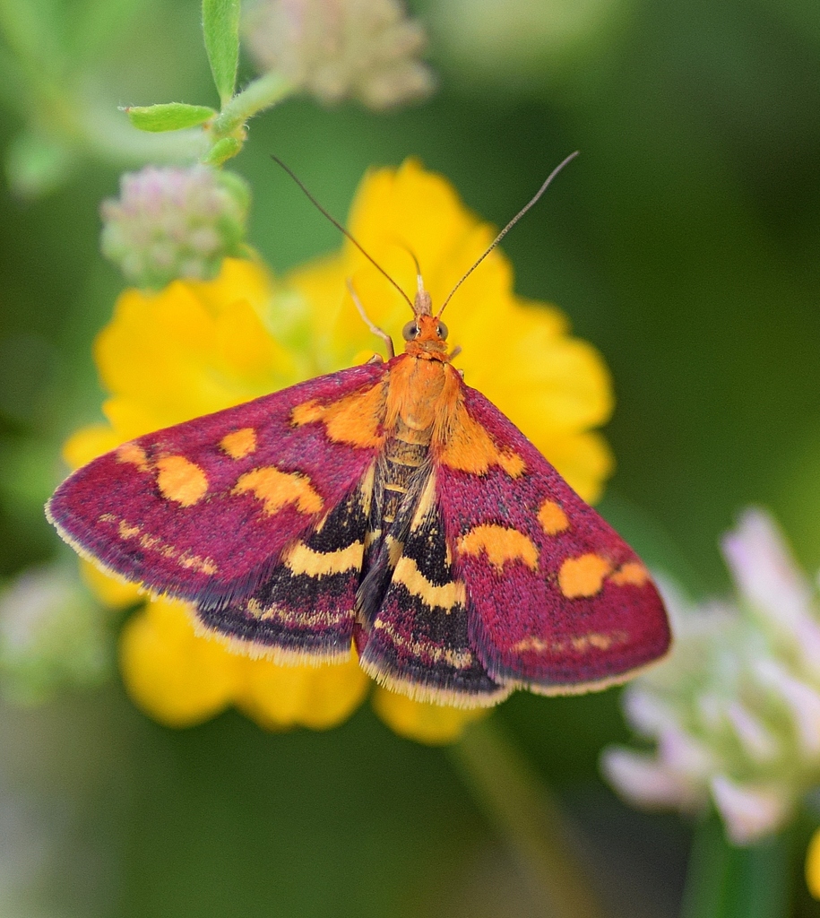 Common Purple & Gold