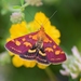 Common Crimson-and-gold Moth - Photo (c) Kostas Zontanos, some rights reserved (CC BY-NC), uploaded by Kostas Zontanos