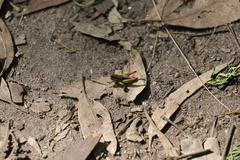 Praxibulus laminatus