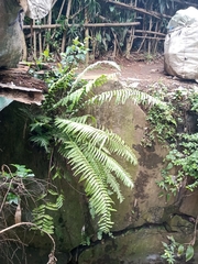 Polypodiopsida