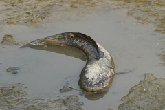 Channa striata