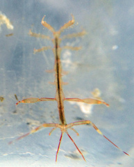 Caprelloidea