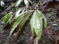 Heloniopsis orientalis