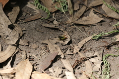 Praxibulus laminatus