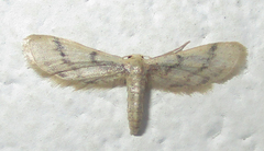 Idaea lilliputaria