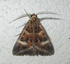 Cerocala vermiculosa